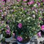 Rose of Sharon – Lil’ Kim Violet – #3 Container